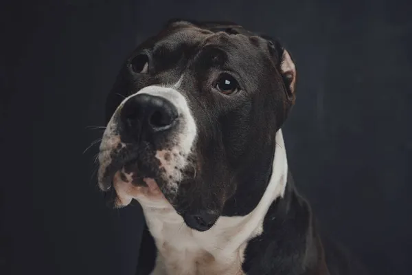 Portret lojalnego psa domowego na ciemnym tle — Zdjęcie stockowe
