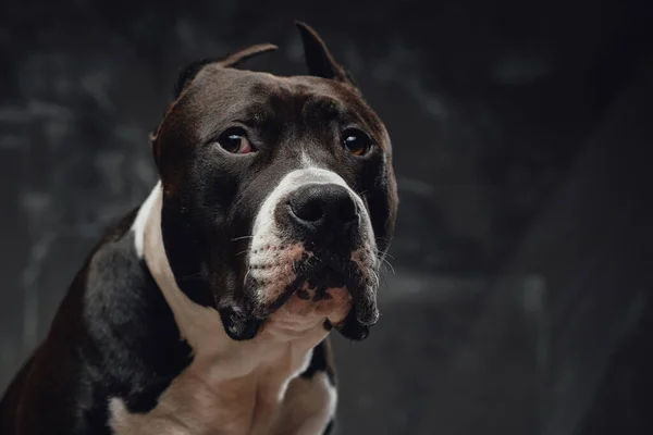 Chien de race pure staffordshire bullterrier sur fond sombre — Photo