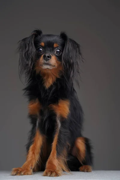 ふわふわ黒犬ロシアのおもちゃのテリア品種に対するグレーの背景 — ストック写真