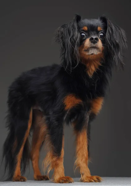 Liebenswerter Spielzeug-Terrier-Hund posiert vor grauem Hintergrund — Stockfoto