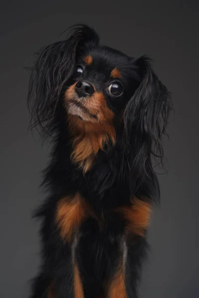 Portré miniatűr orosz kutya szürke háttér — Stock Fotó