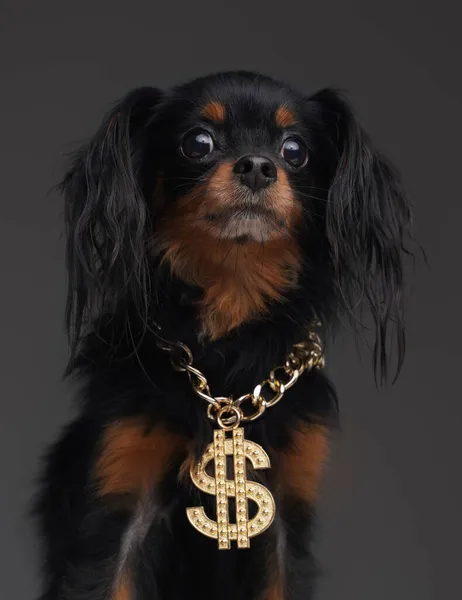 Schattig zwart hondje met gouden dollarketting om zijn nek — Stockfoto