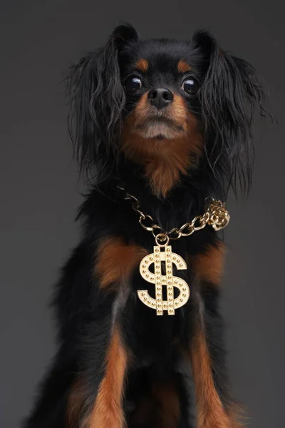 Adorable perrito negro con cadena de dólar dorado en su cuello — Foto de Stock