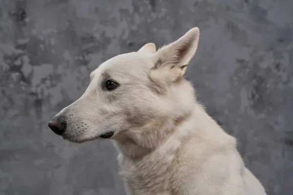 Porträtt av renrasiga schweiziska herde hund med vit päls — Stockfoto