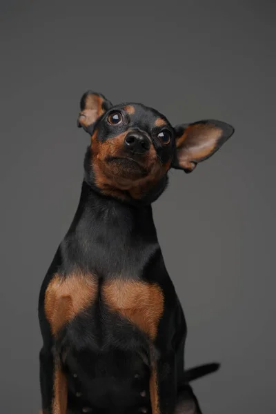 長い耳黒犬ポーズに対してグレー背景 — ストック写真