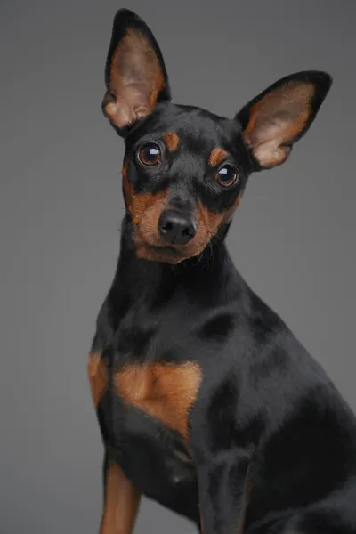 Negro miniatura pincher perrito contra fondo gris estudio — Foto de Stock