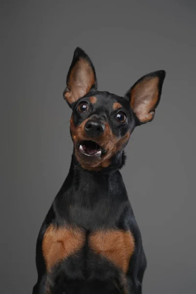 灰色の背景を持つ黒い毛皮と素晴らしいミニチュア犬 — ストック写真