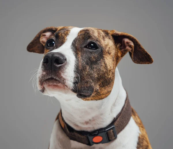 Cão de raça pura americano com colarinho contra fundo cinza — Fotografia de Stock