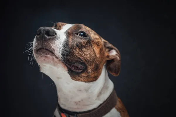 Ritratto di simpatico cane americano sullo sfondo scuro — Foto Stock