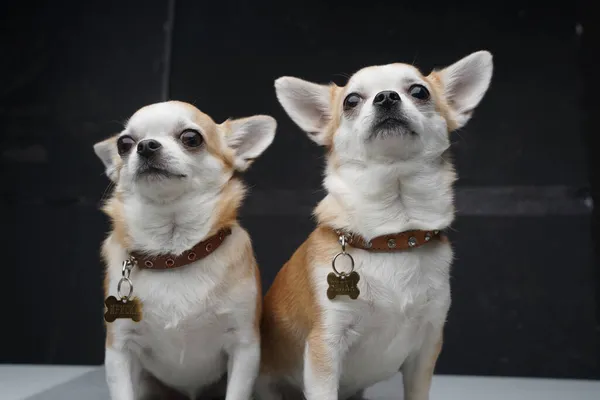 Dois cães chihuahua miniatura posando contra fundo escuro — Fotografia de Stock