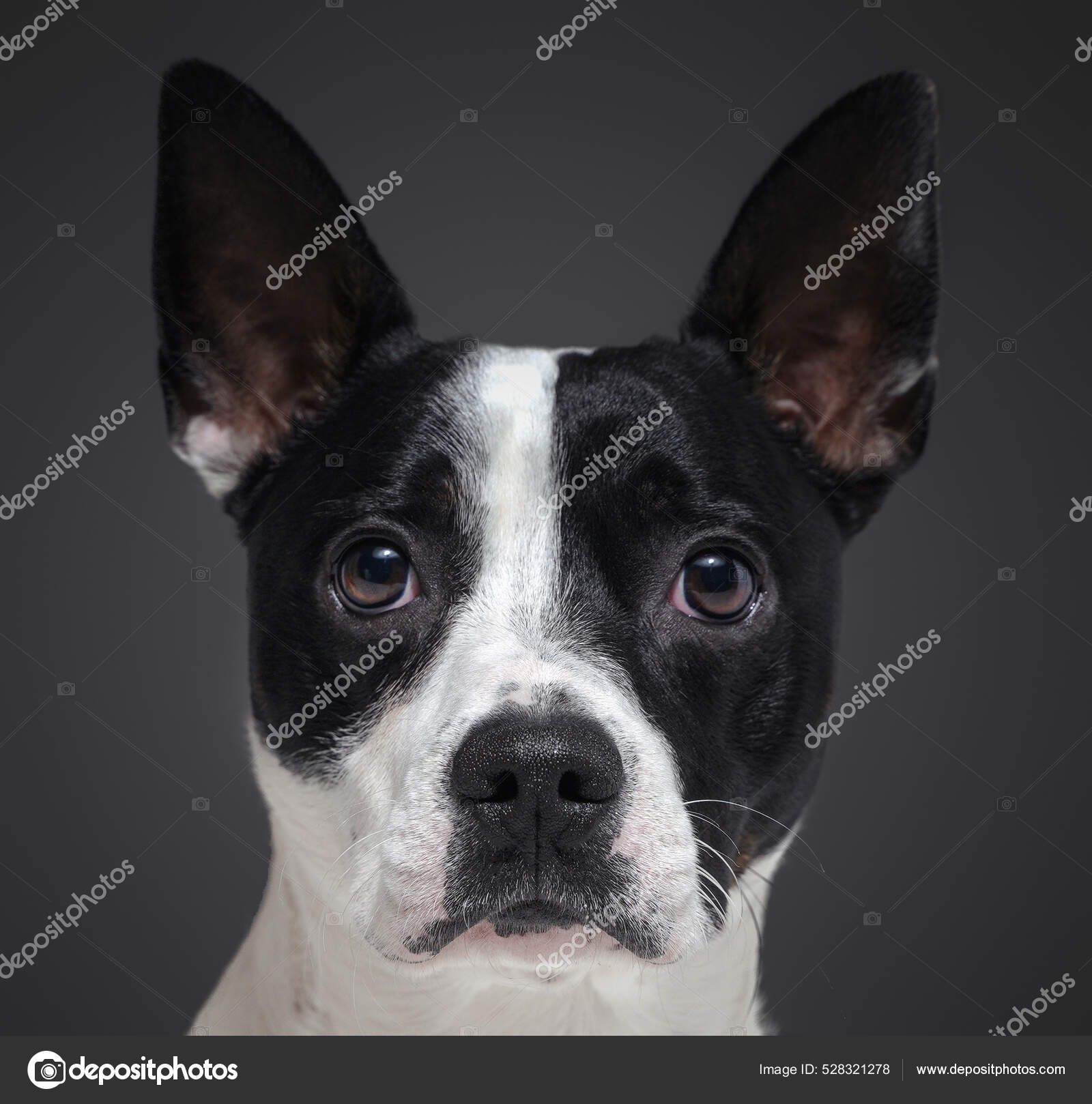 Staff Terrier Boston Terrier Headshot Of Purebred Boston Terrier