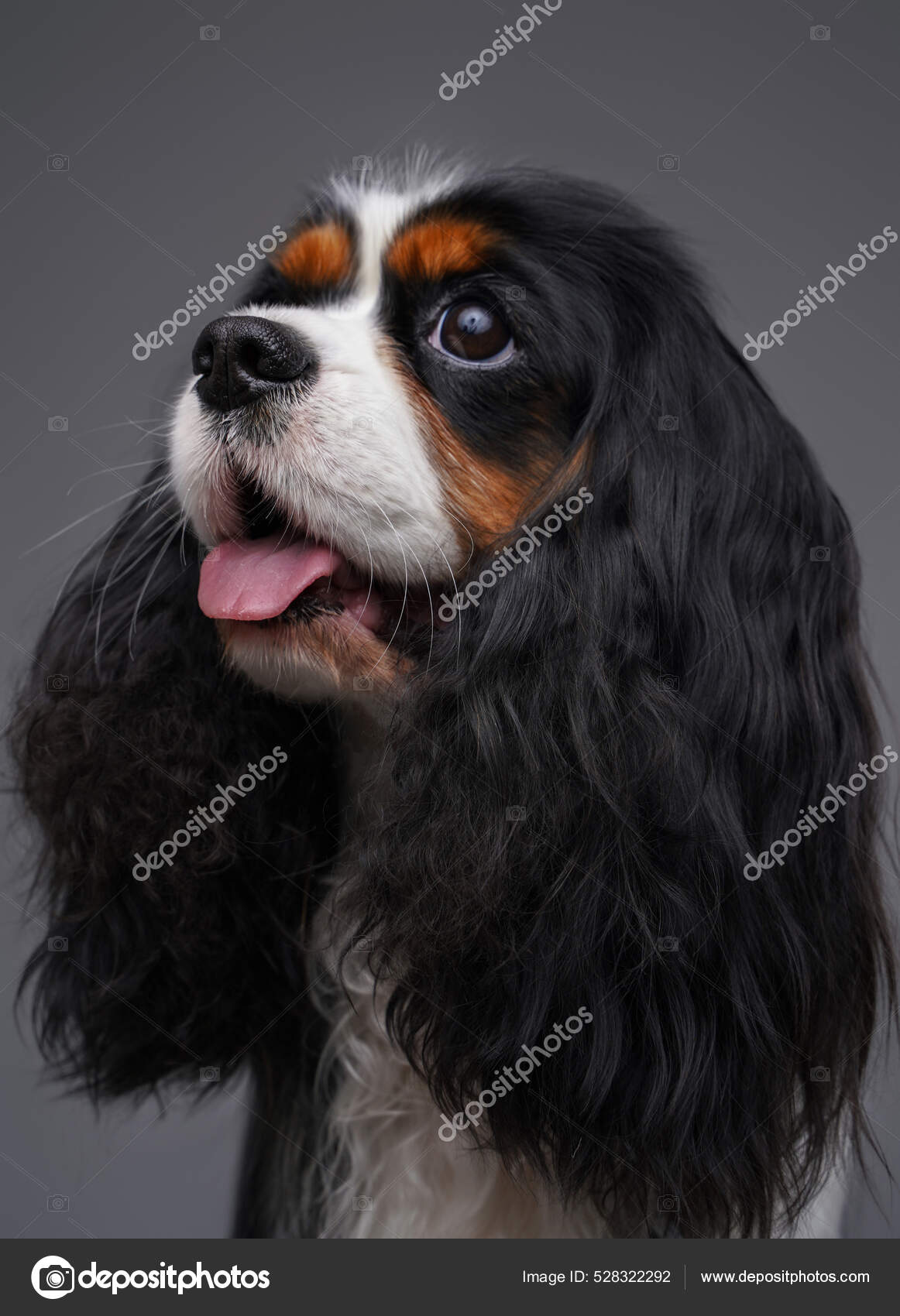 Small family lapdog with long ears isolated on gray — Stock Photo