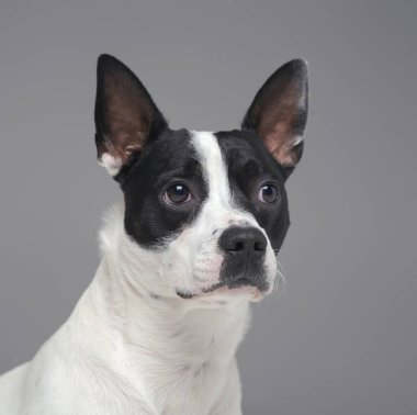 Gri safkan Boston Teriyer Köpeğinin portresi