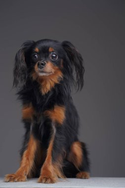 Tüylü siyah köpek Rus oyuncak teriyeri gri arka planda ürer.