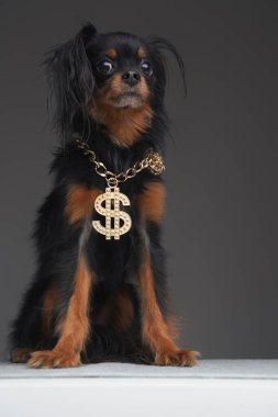 Boynunda altın dolar zinciri olan sevimli siyah köpek.