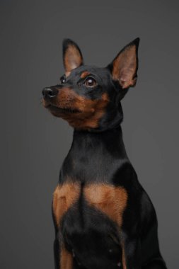 Uzun kulaklı ve kısa siyah kürklü sevimli bir köpek.
