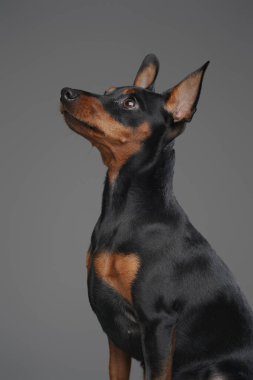 Gri arkaplanda siyah kürklü sevimli bir köpek.