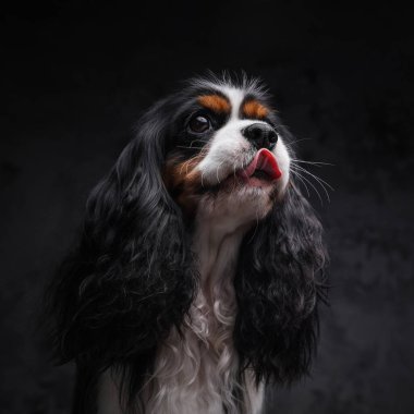 Koyu arkaplanda tüylü bir köpeciğin portresi.