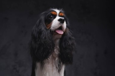 Koyu arkaplanda siyah kürklü neşeli pofuduk kucak köpeği.