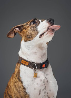 Tasmalı Amerikan köpeğini gri arka planda yalamak