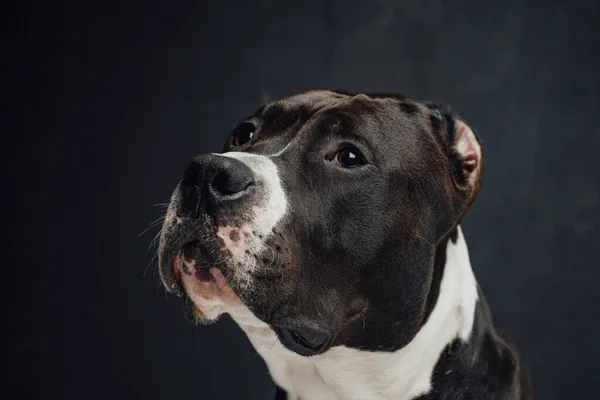 Portrait of loyal domestic dog against dark background — Stok Foto