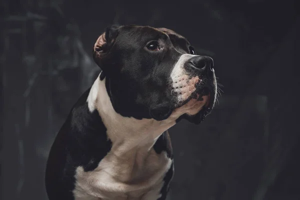 Anjing ras staffordshire ras bullterrier terhadap latar belakang gelap — Stok Foto