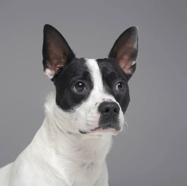 Retrato de aislado en perro boston terrier de raza pura gris — Foto de Stock