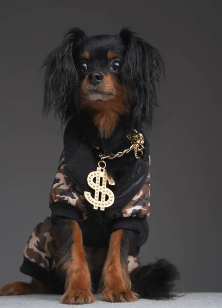 Fluffy dog dressed in camouflage jacket and golden chain — Stock Photo, Image