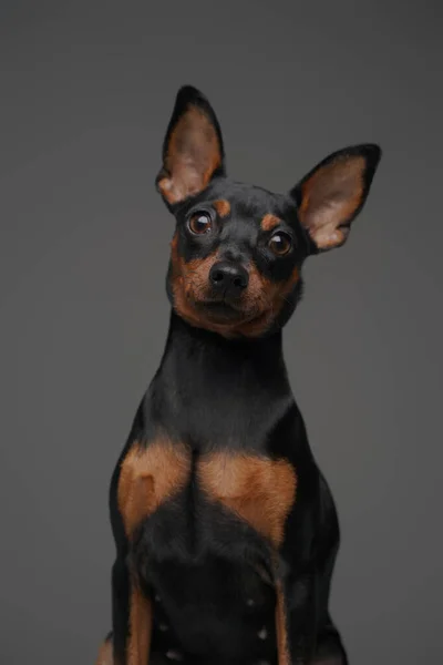 Lungo orecchio nero cagnolino posa contro grigio sfondo — Foto Stock