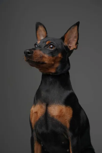 Amabile animale domestico canino con orecchie lunghe e pelliccia nera corta — Foto Stock
