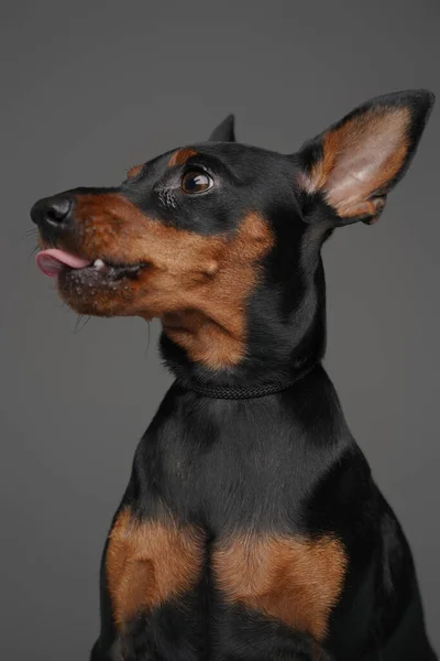 Pequeño perro lindo con piel negra sobre fondo gris — Foto de Stock