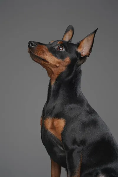 Adorable perrito miniatura con piel negra sobre fondo gris — Foto de Stock