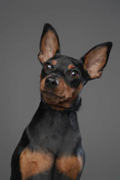 Fekete miniatűr pincher kutyus ellen szürke stúdió háttér — Stock Fotó