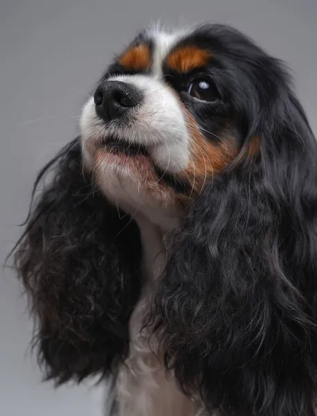 회색으로 분리 된 솜털 이 있는 평화 로운 작은 강아지 — 스톡 사진