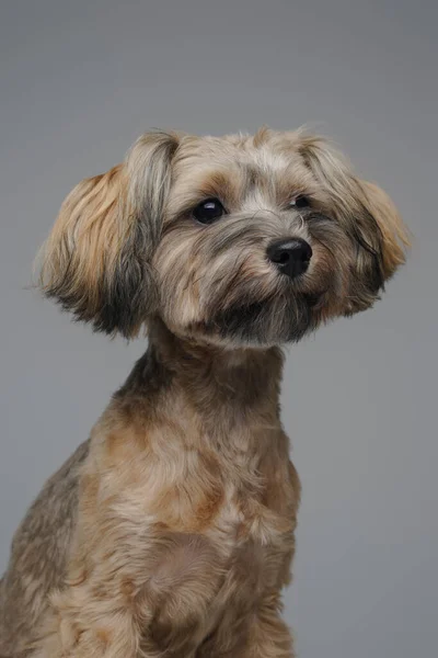 Dost canlısı Yorkshire Teriyeri. Tüyleri bakımlı bir köpek. — Stok fotoğraf