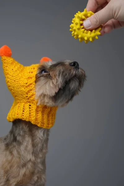 Bras humain tenant jouet et adorable petit chien — Photo