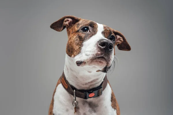 Cagnolino di razza americana con colletto sullo sfondo grigio — Foto Stock