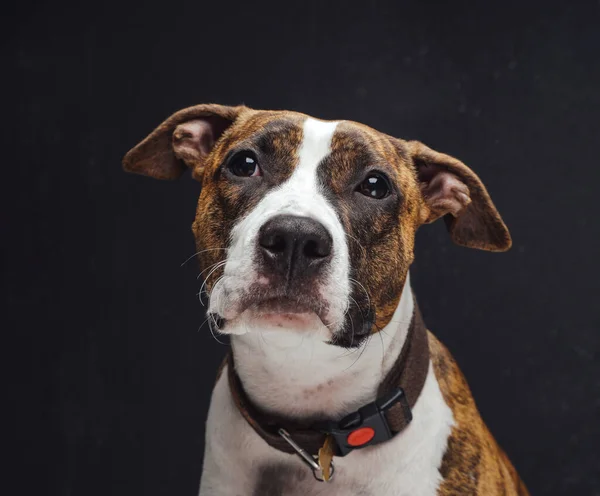 Retrato de cão americano bonito contra fundo escuro — Fotografia de Stock