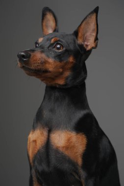 Uzun kulaklı ve kısa siyah kürklü sevimli bir köpek.