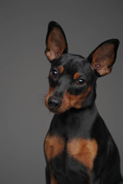 Gri arka planda siyah kürkü olan küçük sevimli köpek.