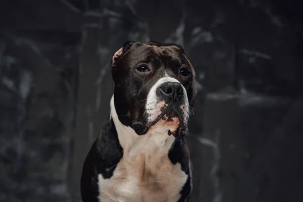 Renrasiga hund staffordshire bullterrier ras mot mörk bakgrund — Stockfoto