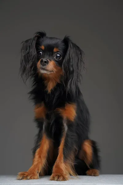 Пушистые черные собаки русские игрушечные терьер породы на сером фоне — стоковое фото