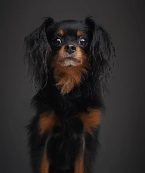 灰色背景下的微型俄罗斯狗的肖像 — 图库照片