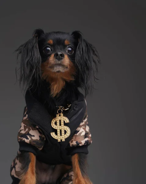 Perro esponjoso vestido con camuflaje y cadena dorada — Foto de Stock