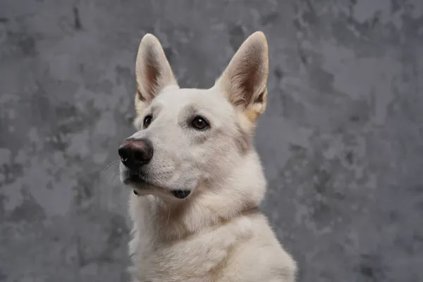 Porträtt av renrasiga schweiziska herde hund med vit päls — Stockfoto