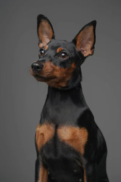 Pequeño perro lindo con piel negra sobre fondo gris — Foto de Stock