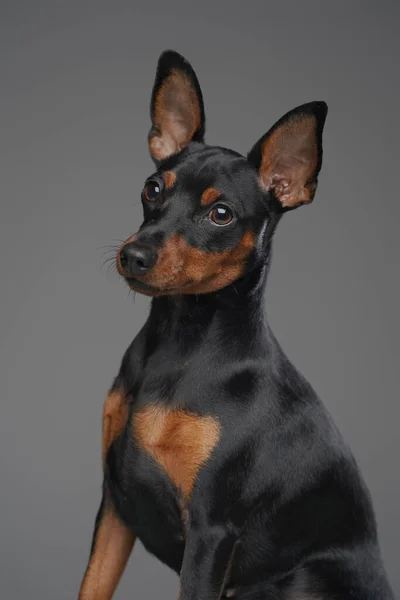 Gri arkaplanda siyah kürklü sevimli bir köpek. — Stok fotoğraf