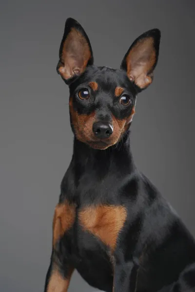 Negro miniatura pincher perrito contra fondo gris estudio — Foto de Stock