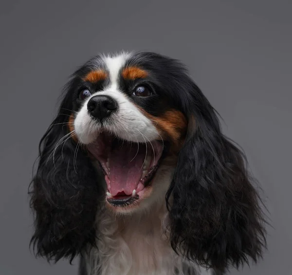 Headshot de cão pequeno irritado gritando contra fundo cinza — Fotografia de Stock