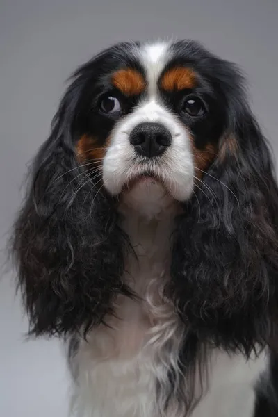 회색으로 분리 된 솜털 이 있는 평화 로운 작은 강아지 — 스톡 사진
